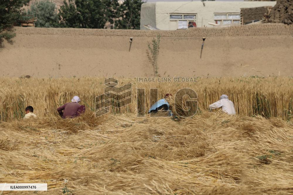 AFGHANISTAN-BAMYAN-WHEAT-HARVEST