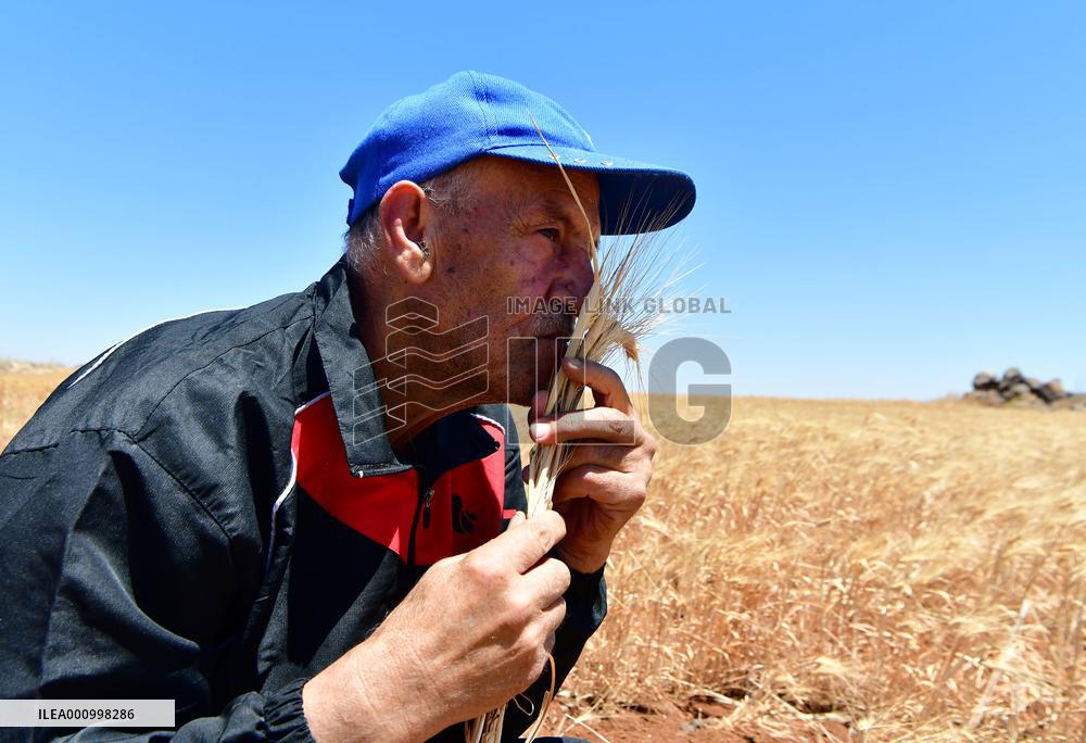 SYRIA-SWEIDA-WHEAT HARVEST