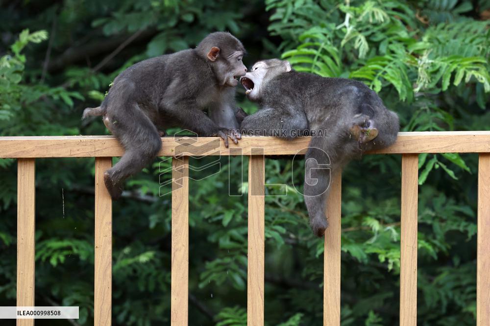 CHINA-FUJIAN-WUYISHAN-TIBETAN MACAQUES (CN)
