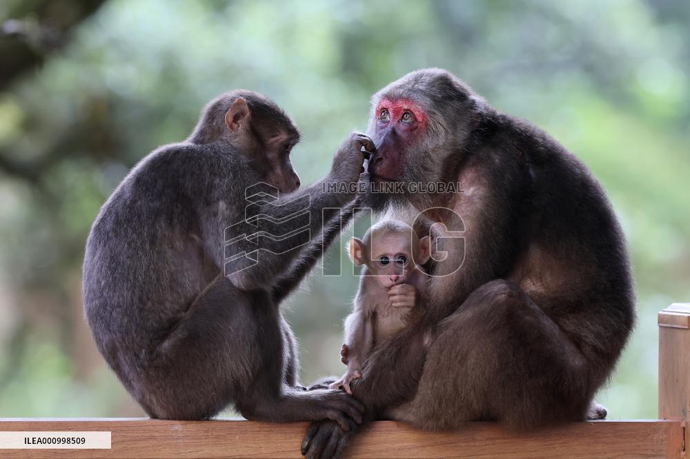 CHINA-FUJIAN-WUYISHAN-TIBETAN MACAQUES (CN)
