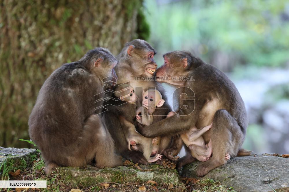 CHINA-FUJIAN-WUYISHAN-TIBETAN MACAQUES (CN)