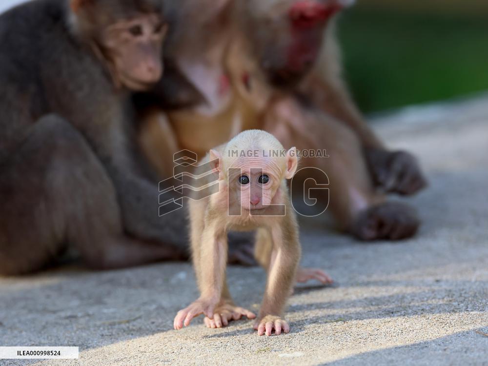 CHINA-FUJIAN-WUYISHAN-TIBETAN MACAQUES (CN)
