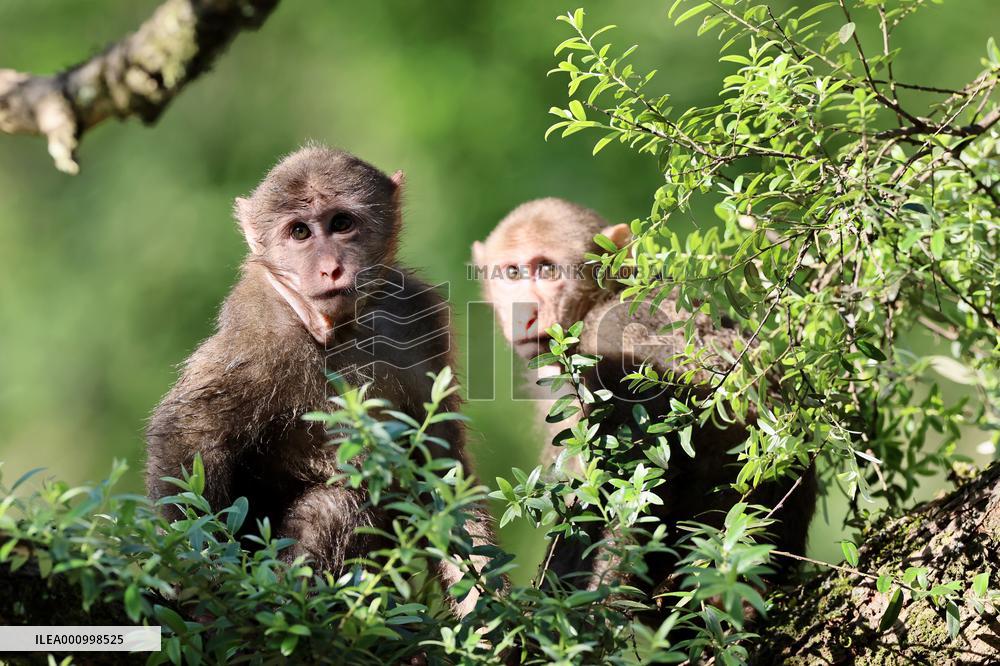 CHINA-FUJIAN-WUYISHAN-TIBETAN MACAQUES (CN)