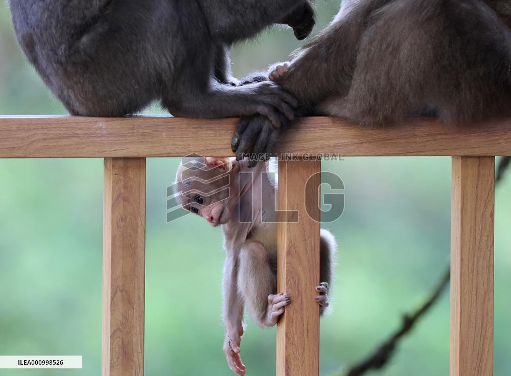 CHINA-FUJIAN-WUYISHAN-TIBETAN MACAQUES (CN)