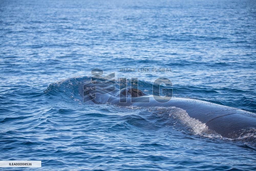 SOUTH AFRICA-CAPE TOWN-WHALE WATCHING-CITIZEN SCIENCE