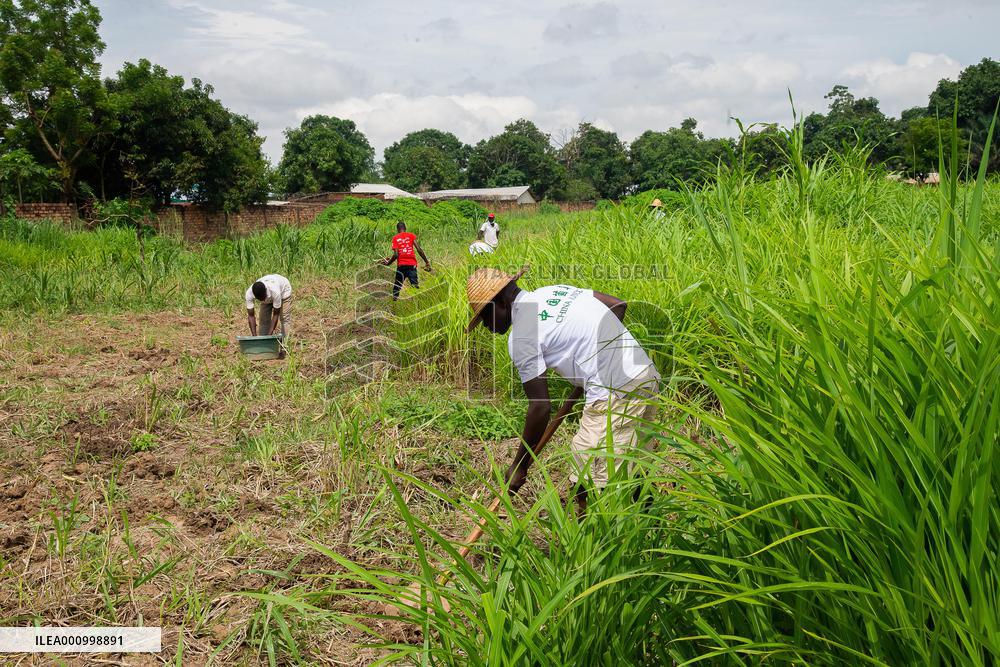 CENTRAL AFRICAN REPUBLIC-BANGUI-CHINESE JUNCAO TECHNOLOGY