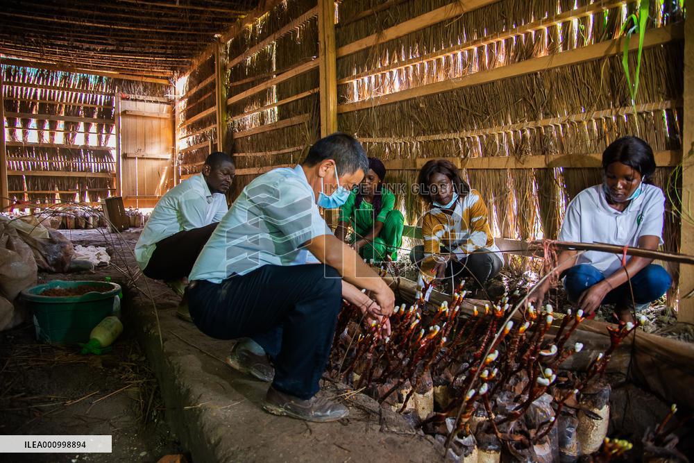 CENTRAL AFRICAN REPUBLIC-BANGUI-CHINESE JUNCAO TECHNOLOGY