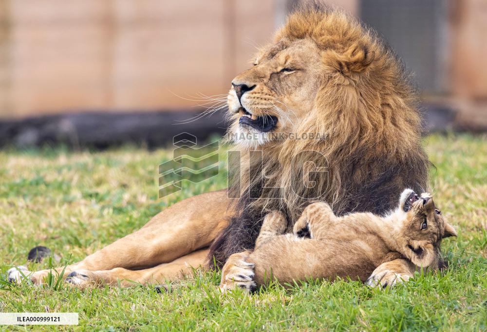 AUSTRALIA-SYDNEY-LION CUBS-DEBUT