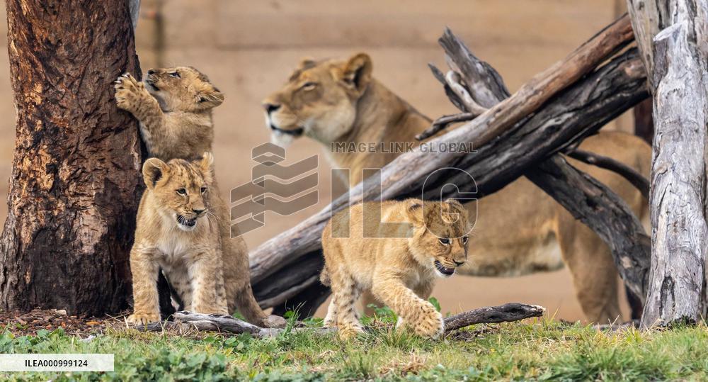 AUSTRALIA-SYDNEY-LION CUBS-DEBUT