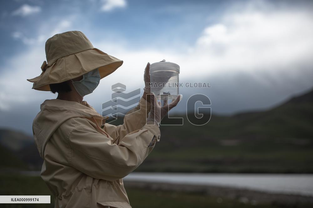 (EyesonSci)CHINA-QINGHAI-SCIENTIFIC EXPEDITION-BIODIVERSITY (CN)