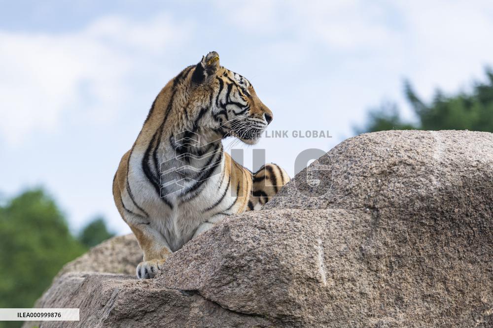 CHINA-HEILONGJIANG-SIBERIAN TIGERS-INT'L TIGER DAY (CN)