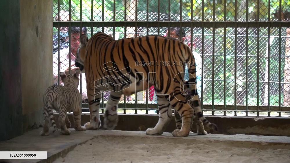 A glimpse of big cats in Bangladesh