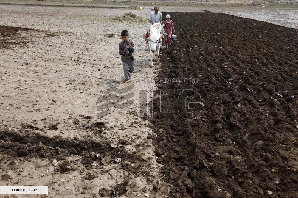 YEMEN-AMRAN-FARMING