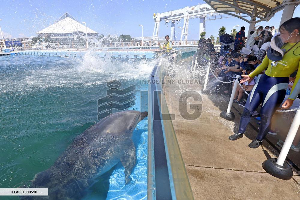 Dolphin show at Yokohama aquarium