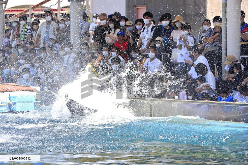 Dolphin show at Yokohama aquarium