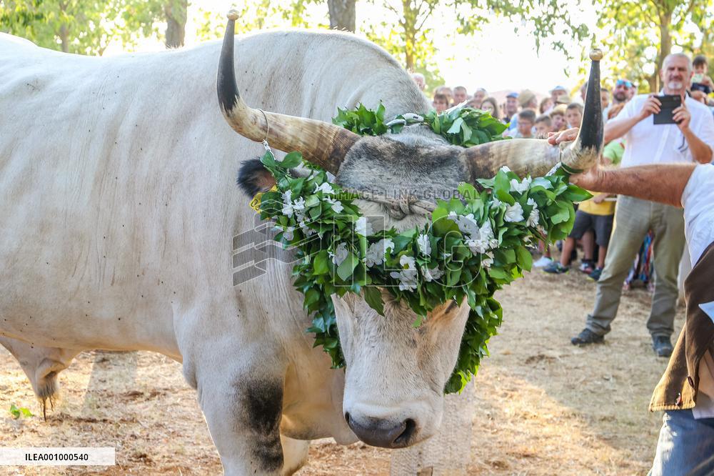 CROATIA-KANFANAR-OX FESTIVAL