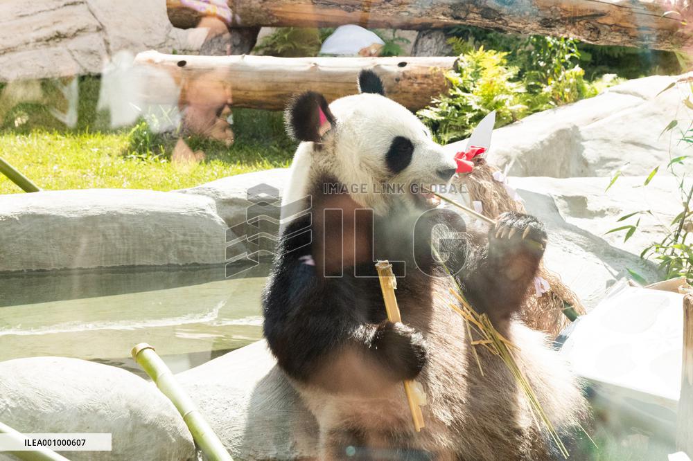 RUSSIA-MOSCOW-GIANT PANDAS-BIRTHDAY-CELEBRATION