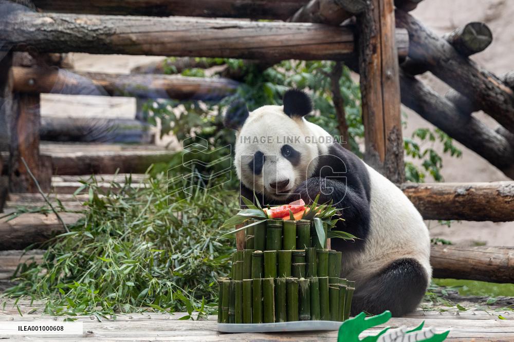RUSSIA-MOSCOW-GIANT PANDAS-BIRTHDAY-CELEBRATION