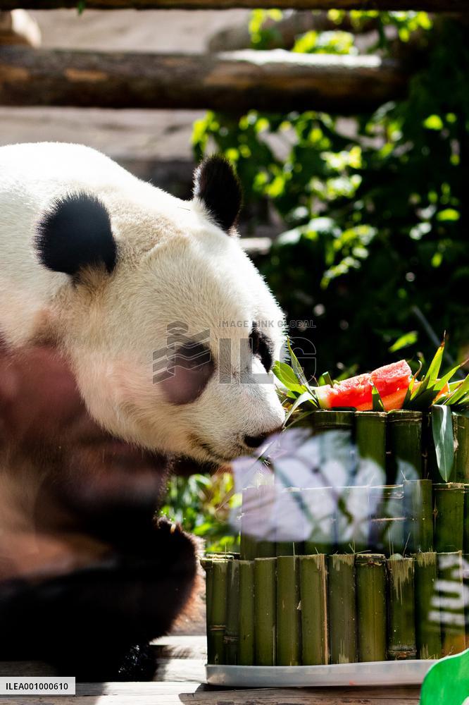 RUSSIA-MOSCOW-GIANT PANDAS-BIRTHDAY-CELEBRATION