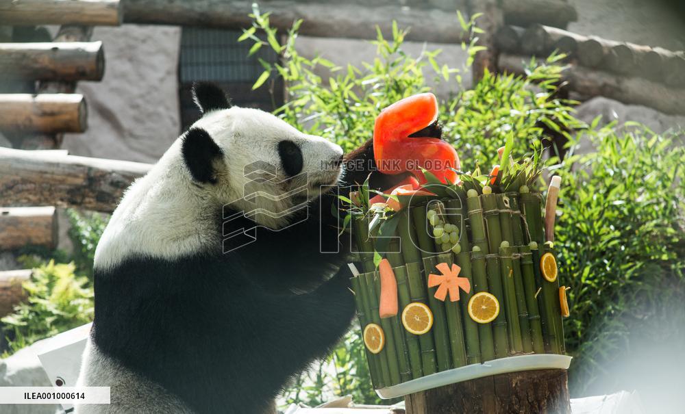 RUSSIA-MOSCOW-GIANT PANDAS-BIRTHDAY-CELEBRATION