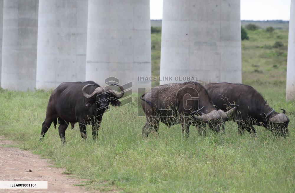 KENYA-MOMBASA-NAIROBI-RAILWAY-ECOLOGY-5TH ANNIVERSARY