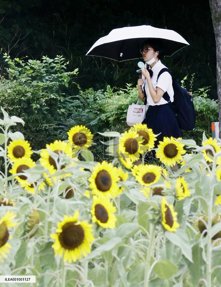 Summer heat in Japan