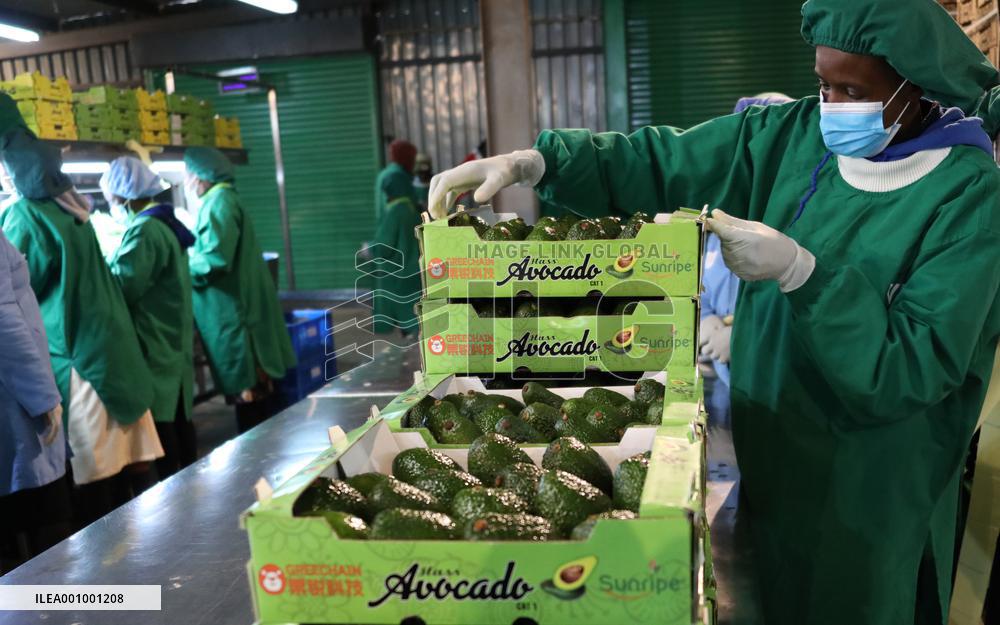 KENYA-KIAMBU-FRESH AVOCADOS-EXPORT-CHINESE MARKET