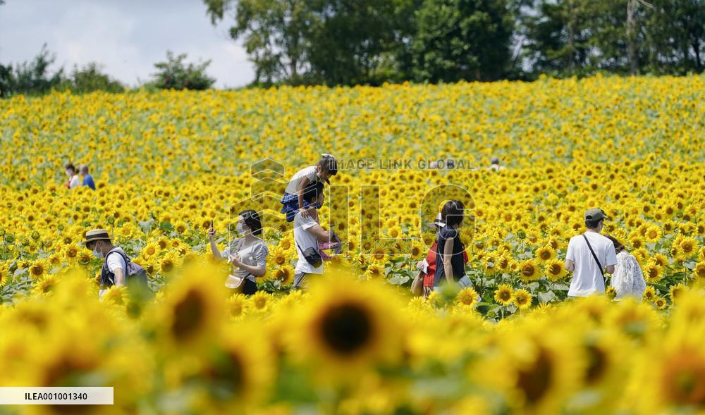 Sunflower field in Japan