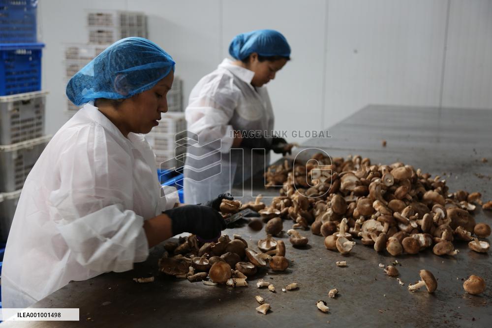 U.S.-NEW JERSEY-CUMBERLAND-CHINESE EDIBLE FUNGI SUPPLIER
