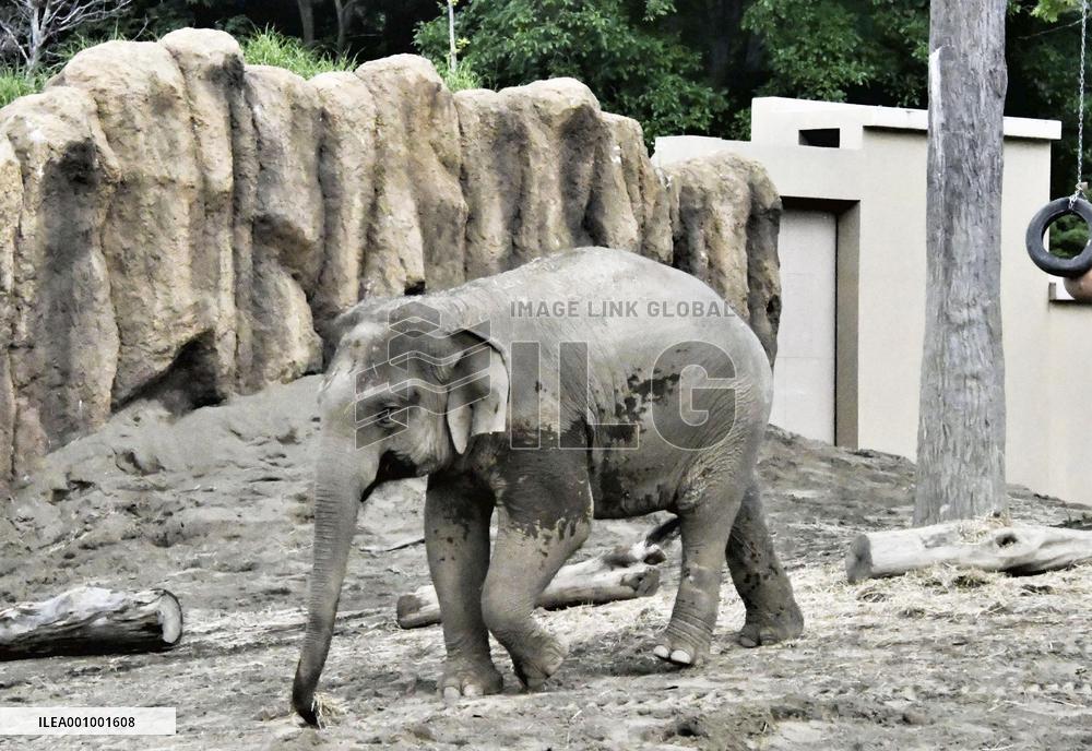 Asian elephant at northern Japan zoo