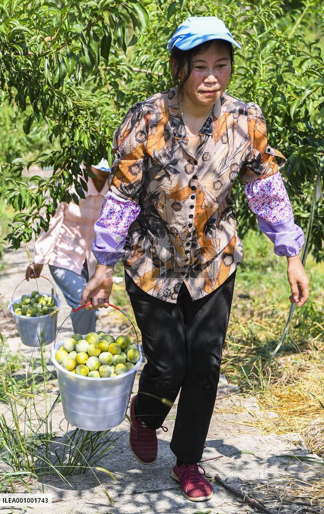 CHINA-CHONGQING-FRUITS-PLANTATION (CN)