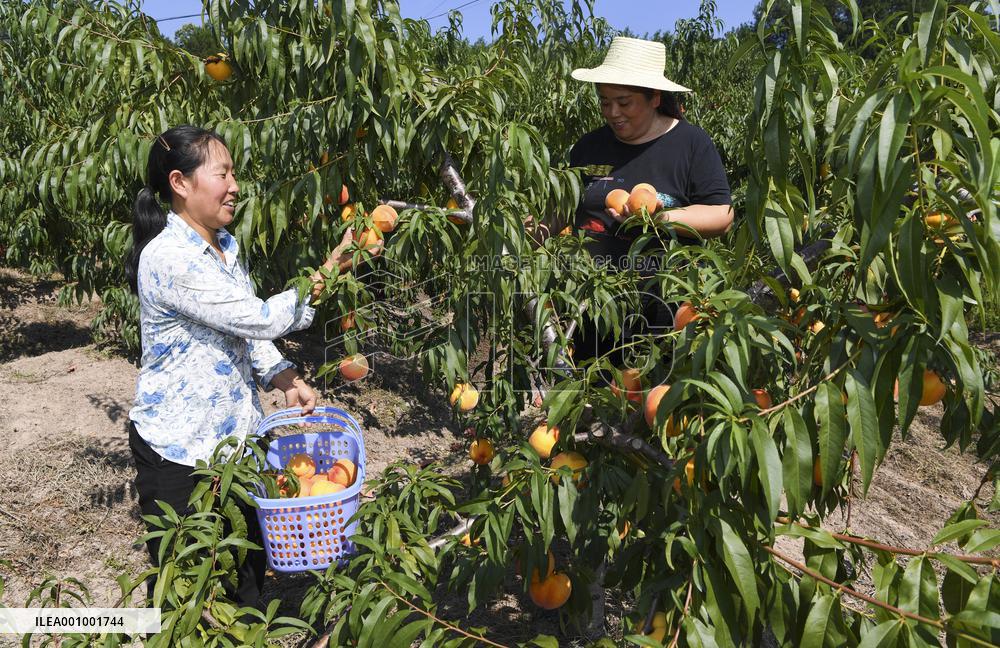 CHINA-CHONGQING-FRUITS-PLANTATION (CN)