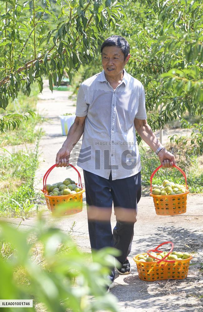 CHINA-CHONGQING-FRUITS-PLANTATION (CN)
