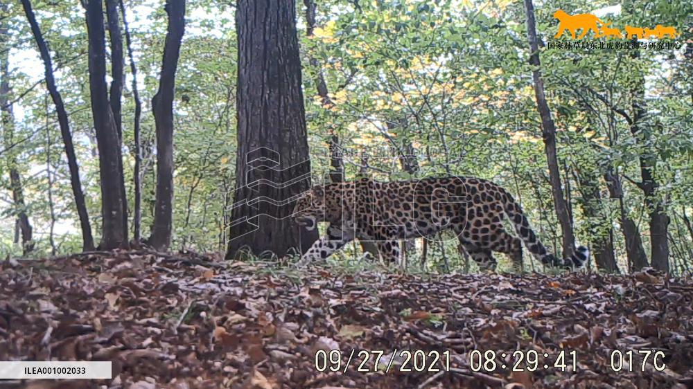 Xinhua Headlines: Wild tiger conservation pays dividends in China