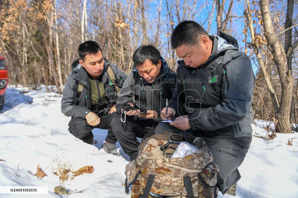 Xinhua Headlines: Wild tiger conservation pays dividends in China