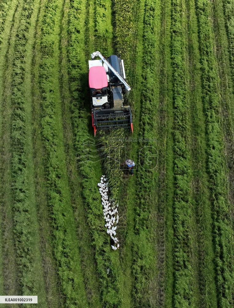 CHINA-FUJIAN-RICE-HARVEST (CN)