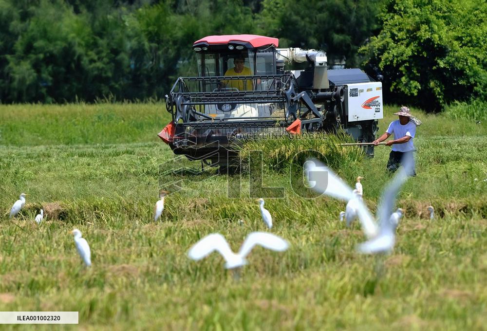 CHINA-FUJIAN-RICE-HARVEST (CN)