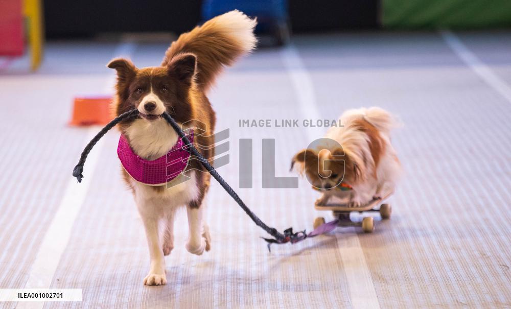 AUSTRALIA-SYDNEY-DOG LOVERS SHOW