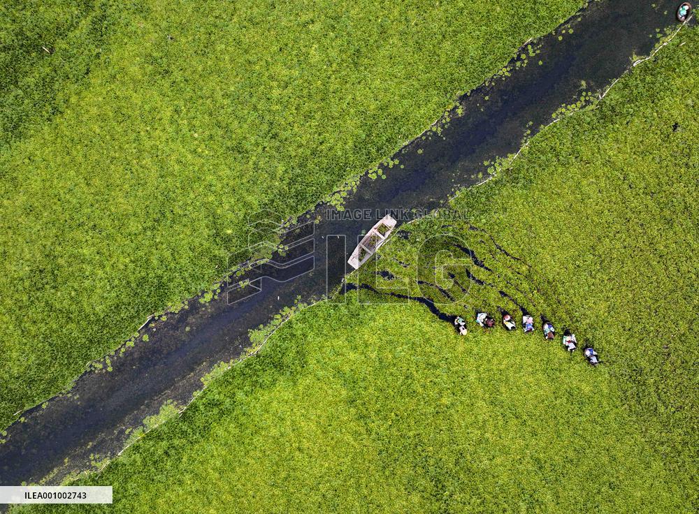 #CHINA-BEGINNING OF AUTUMN-FARMING (CN)