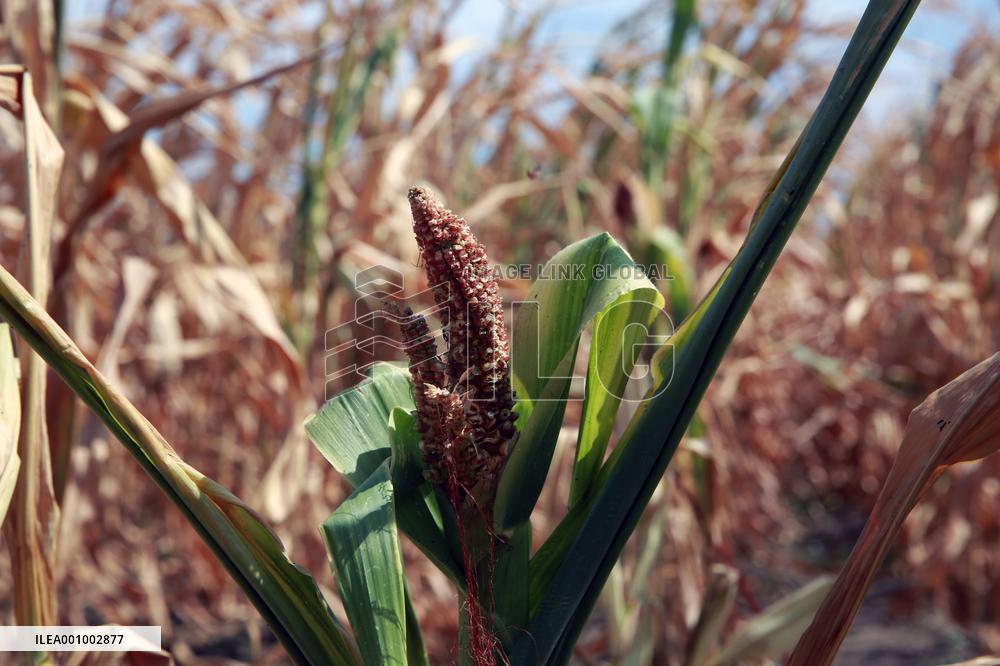 ROMANIA-TELEORMAN-DROUGHT