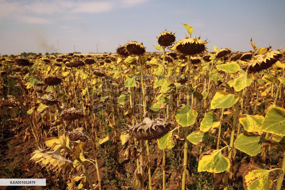 ROMANIA-TELEORMAN-DROUGHT