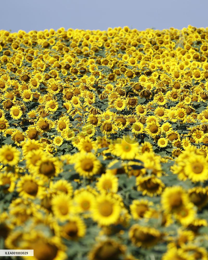 Sunflowers in Ukraine