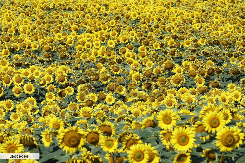 Sunflowers in Ukraine