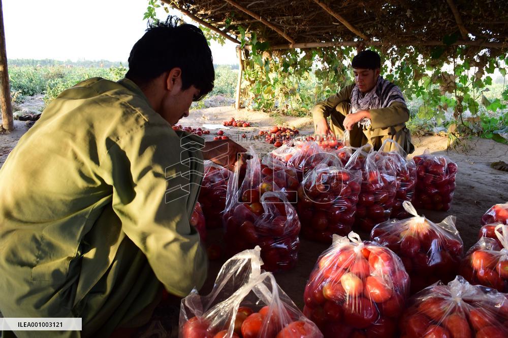 AFGHANISTAN-BAGHLAN-TOMATOES