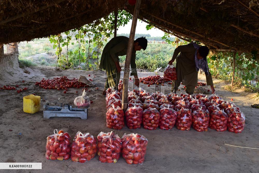 AFGHANISTAN-BAGHLAN-TOMATOES