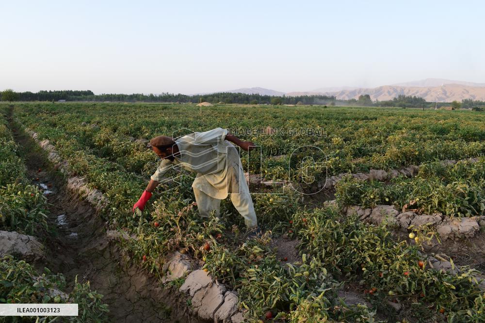 AFGHANISTAN-BAGHLAN-TOMATOES