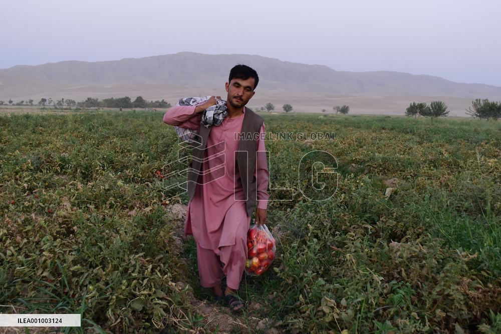 AFGHANISTAN-BAGHLAN-TOMATOES
