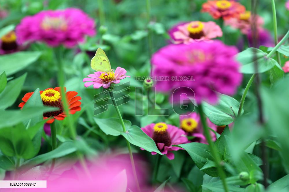 CHINA-HEBEI-LUANPING-TOURISM (CN)