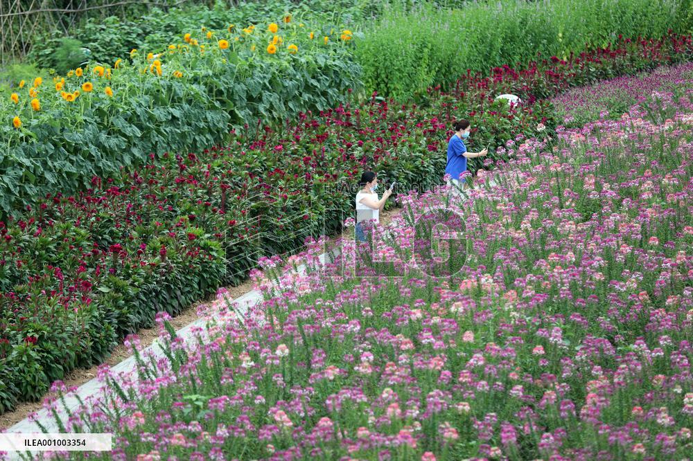 CHINA-HEBEI-LUANPING-TOURISM (CN)