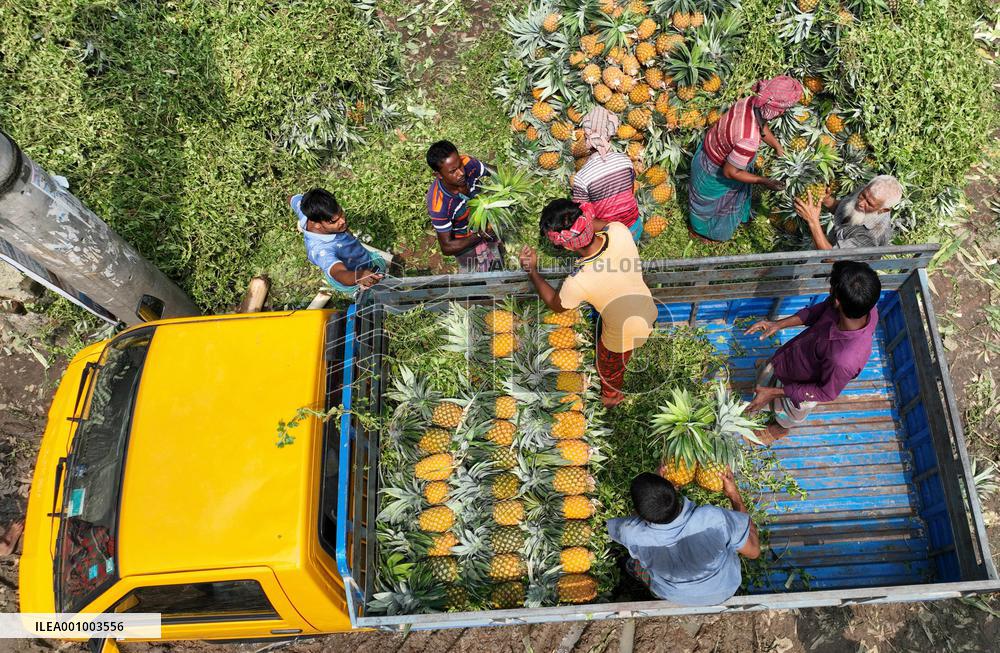 BANGLADESH-TANGAIL-PINEAPPLES-HARVEST